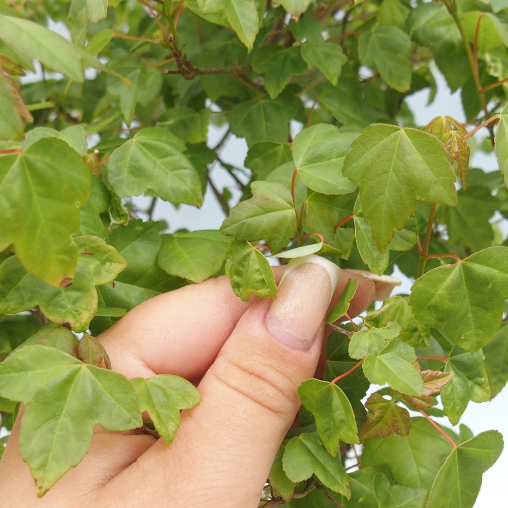 Outdoor bonsai - Acer Buergerianum - Klon Burger