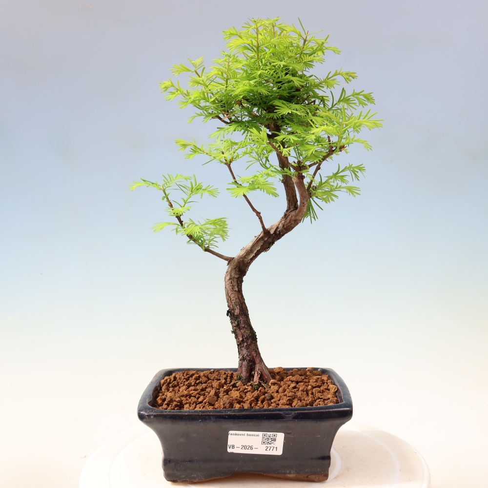 Outdoor bonsai - Metasequoia glyptostroboides - Metasekwoja chińska