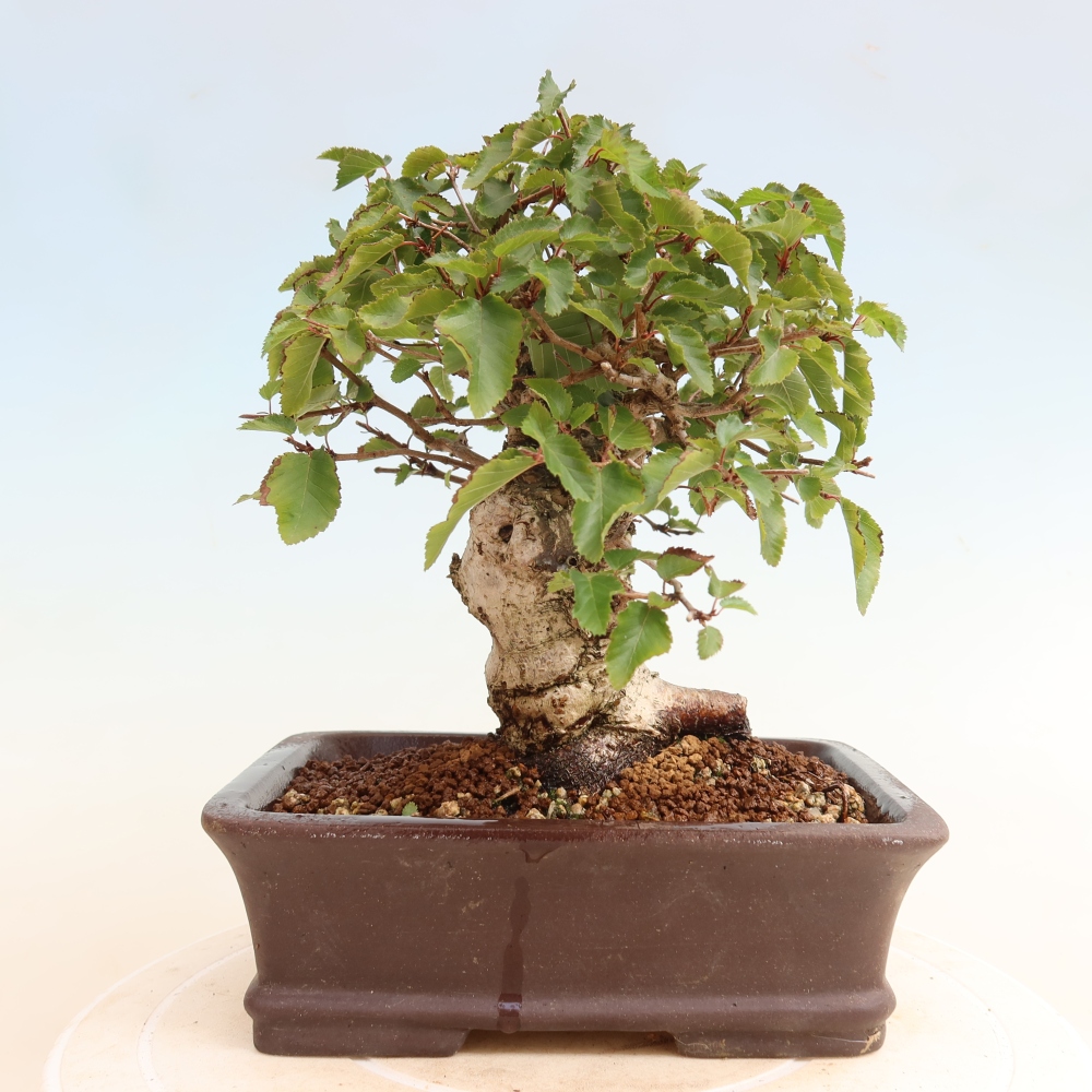 Outdoor bonsai - Carpinus CARPINOIDES - grab koreański