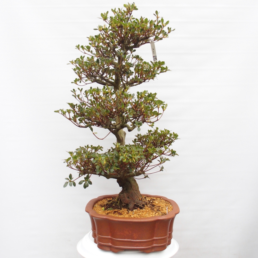 Bonsai zewnętrzne - Azalia japońska - Azalia Sansei