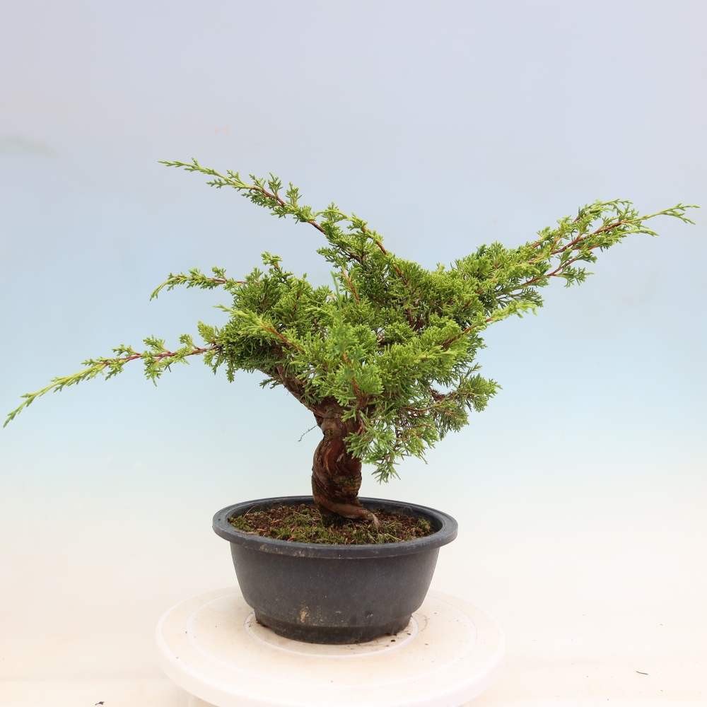 Bonsai ogrodowe – Juniperus chinensis Itoigawa – jałowiec chiński