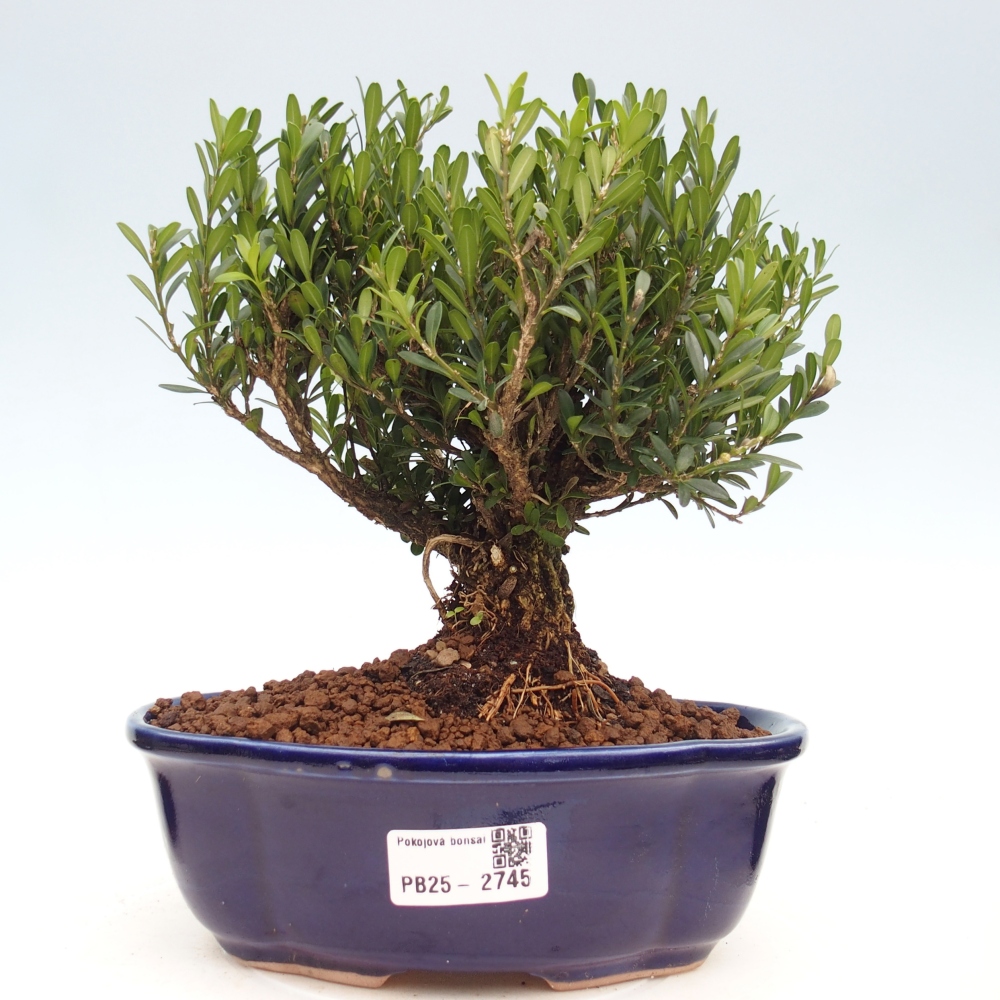 Kryty bonsai - Buxus harlandii - Bukszpan korkowy