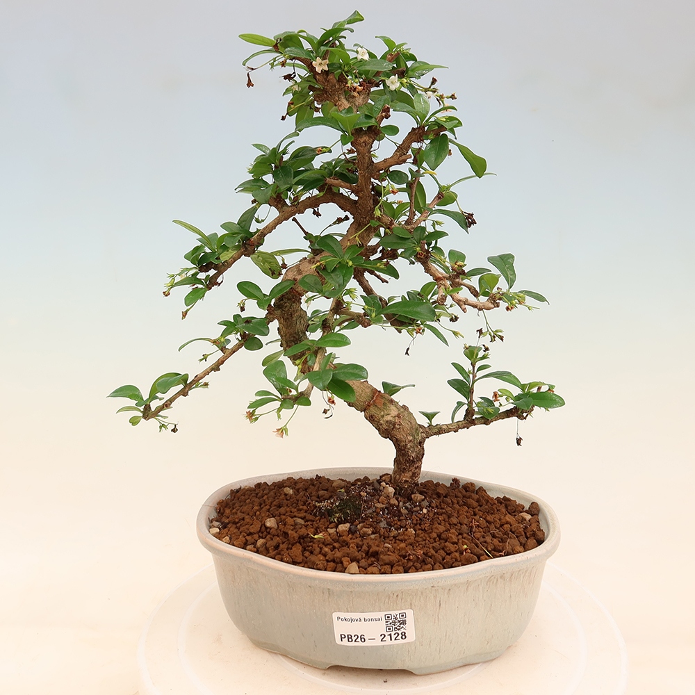 Bonsai pokojowe - Carmona macrophylla - Tea fuki