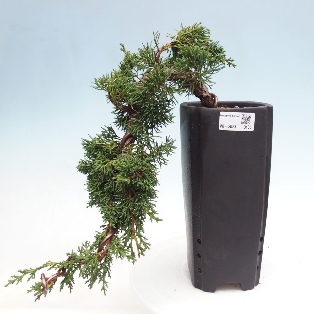 Bonsai zewnętrzne - Juniperus chinensis Kishu - Jałowiec chiński