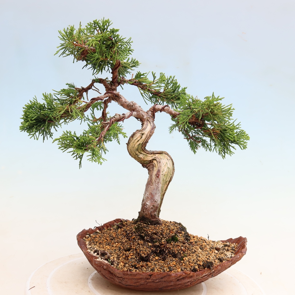 Bonsai ogrodowe – Juniperus chinensis Itoigawa – jałowiec chiński