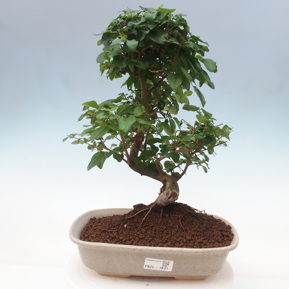 Pokój bonsai -Ligustrum chinensis - Ptasie oko