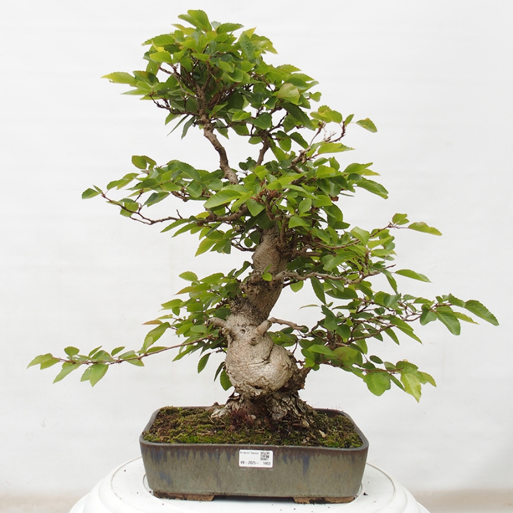 Bonsai zewnętrzne -Carpinus CARPINOIDES - grab koreański