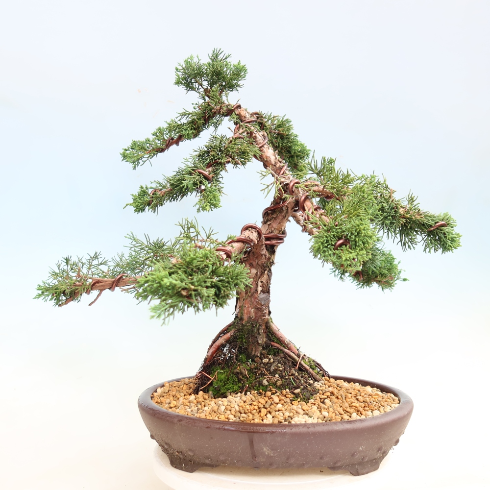 Outdoor bonsai - Juniperus chinensis Kishu
