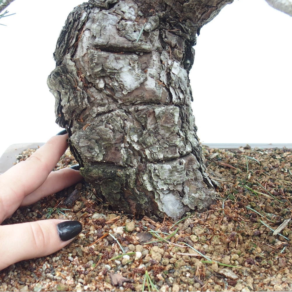 Outdoor bonsai - Pinus parviflora - Mała sosna