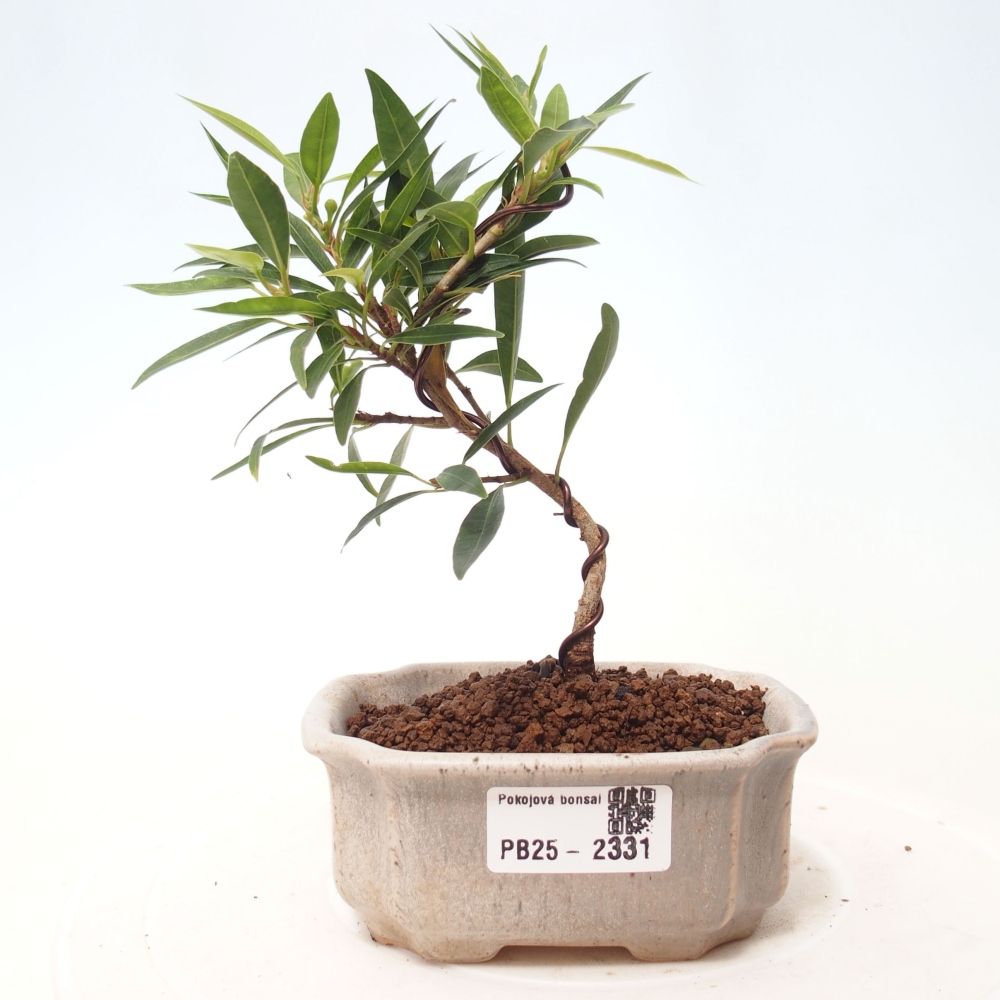 Bonsai wewnętrzne - Ficus nerifolia - figowiec drobnolistny