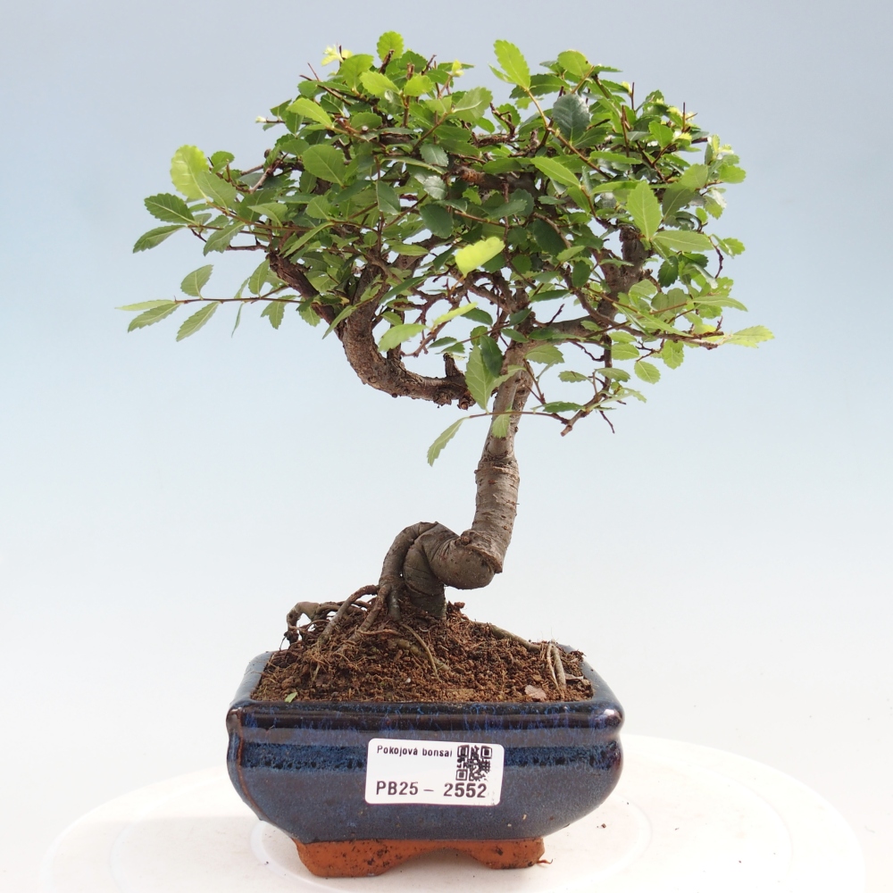 Kryty bonsai - Ulmus parvifolia - Wiąz mały liść