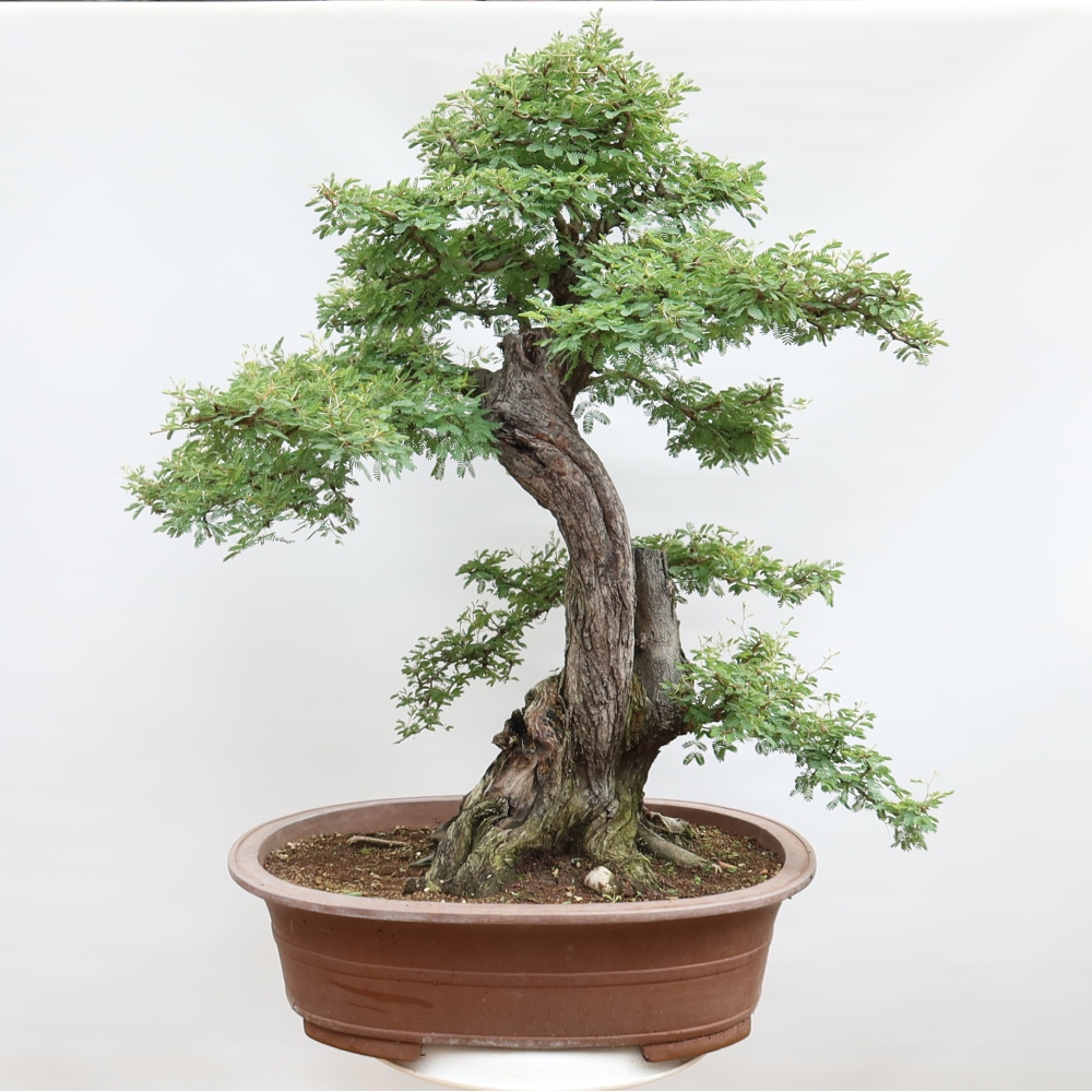 Bonsai pokojowe – Akacja arabica