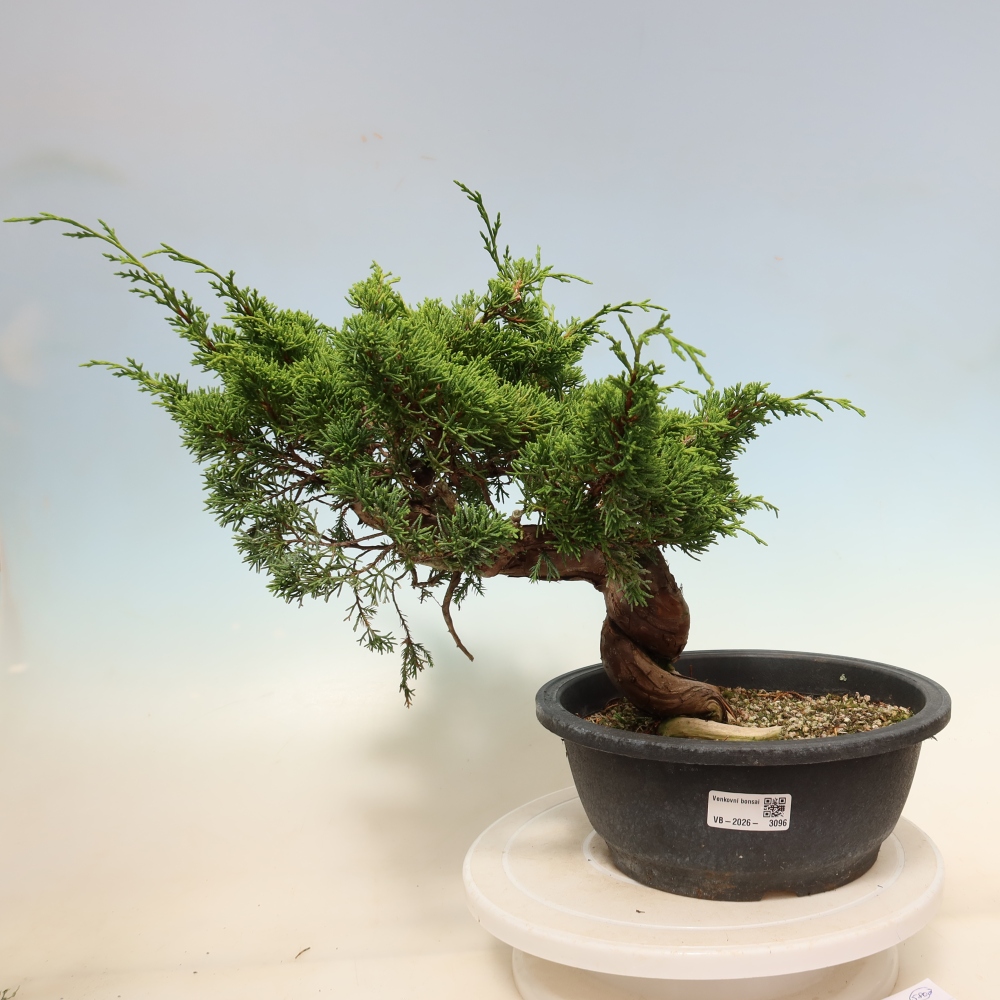 Bonsai ogrodowe – Juniperus chinensis Itoigawa – jałowiec chiński