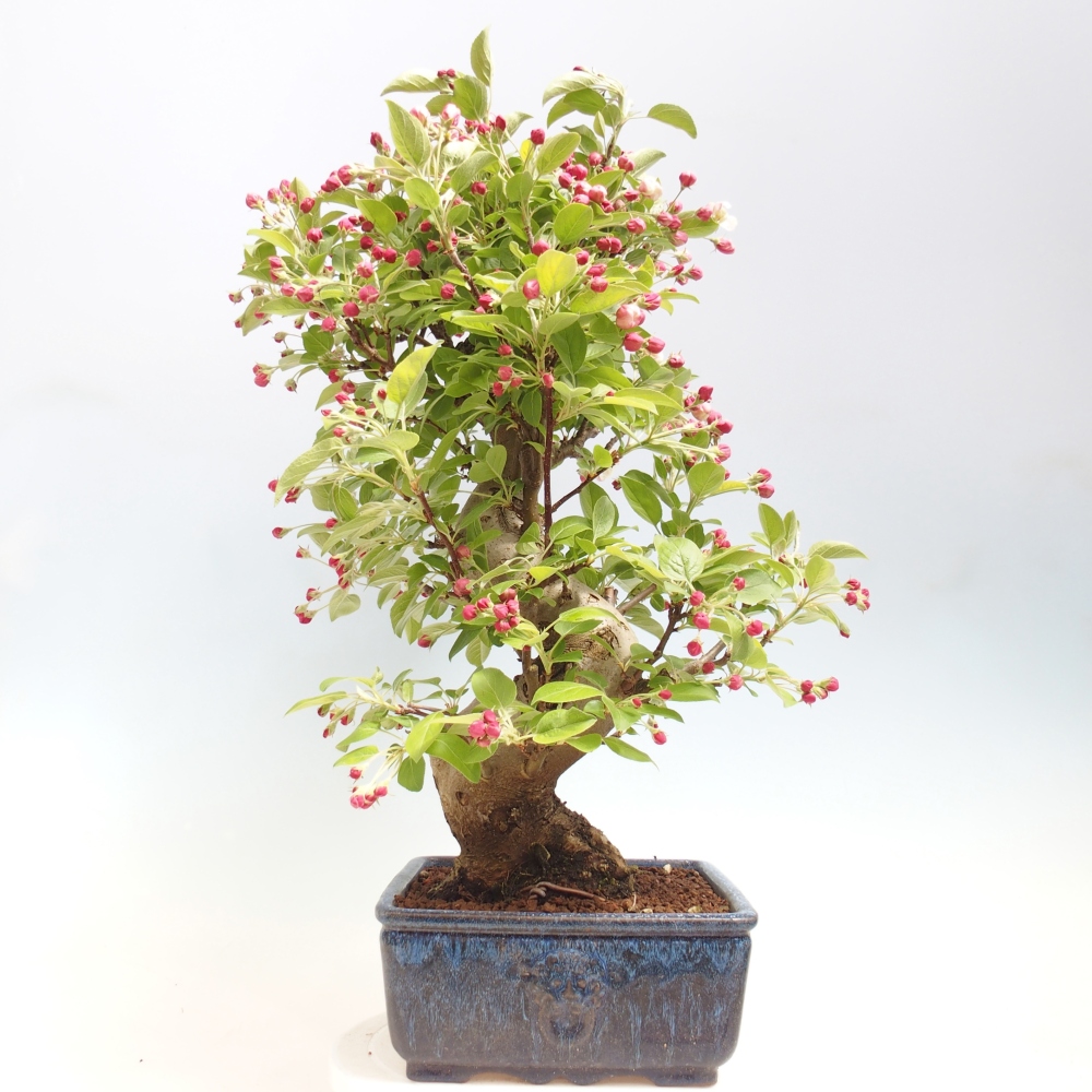 Outdoor bonsai - Malus halliana - Jabłoń drobnoowocowa