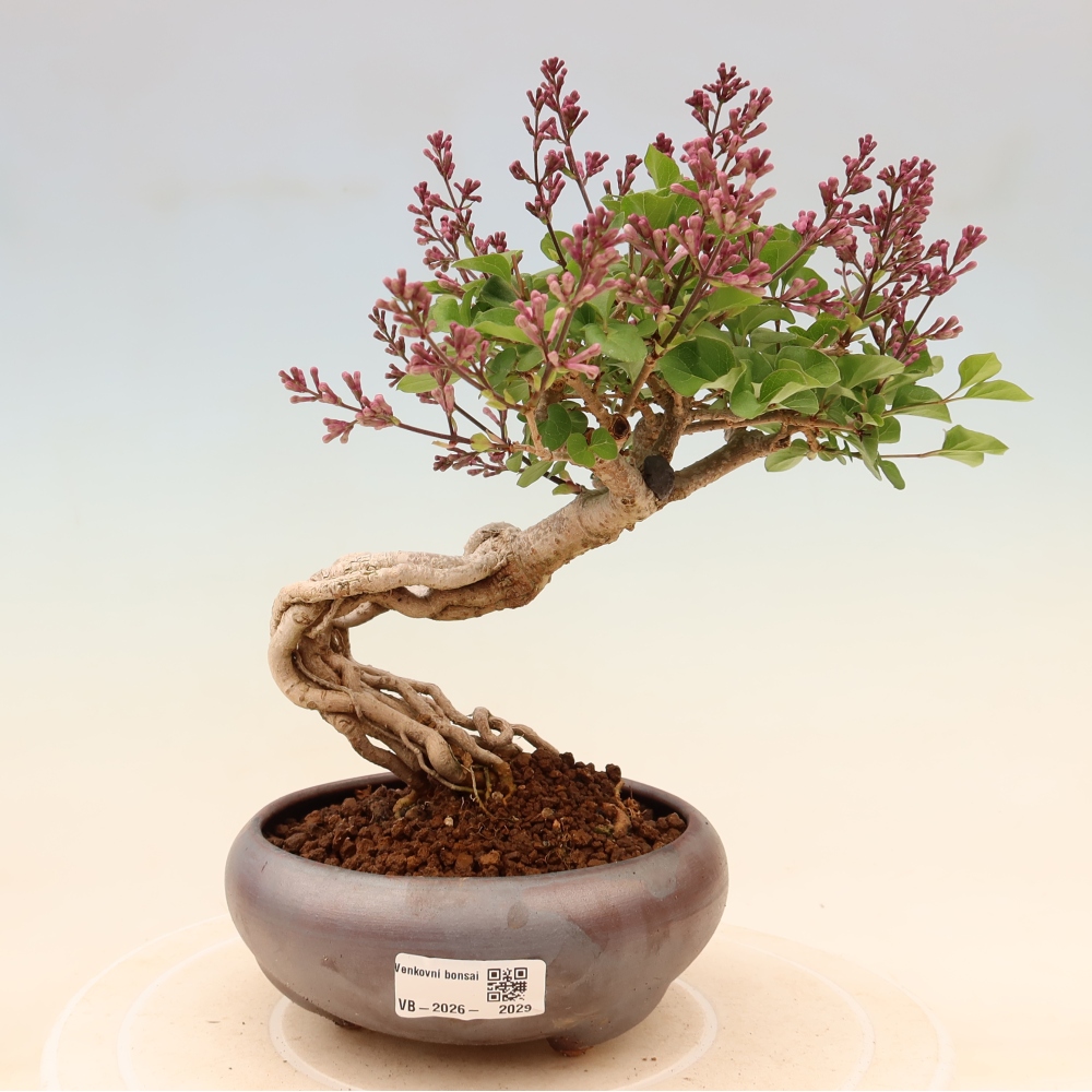 Outdoor bonsai - Syringa microphylla - liliowiec drobnokwiatowy