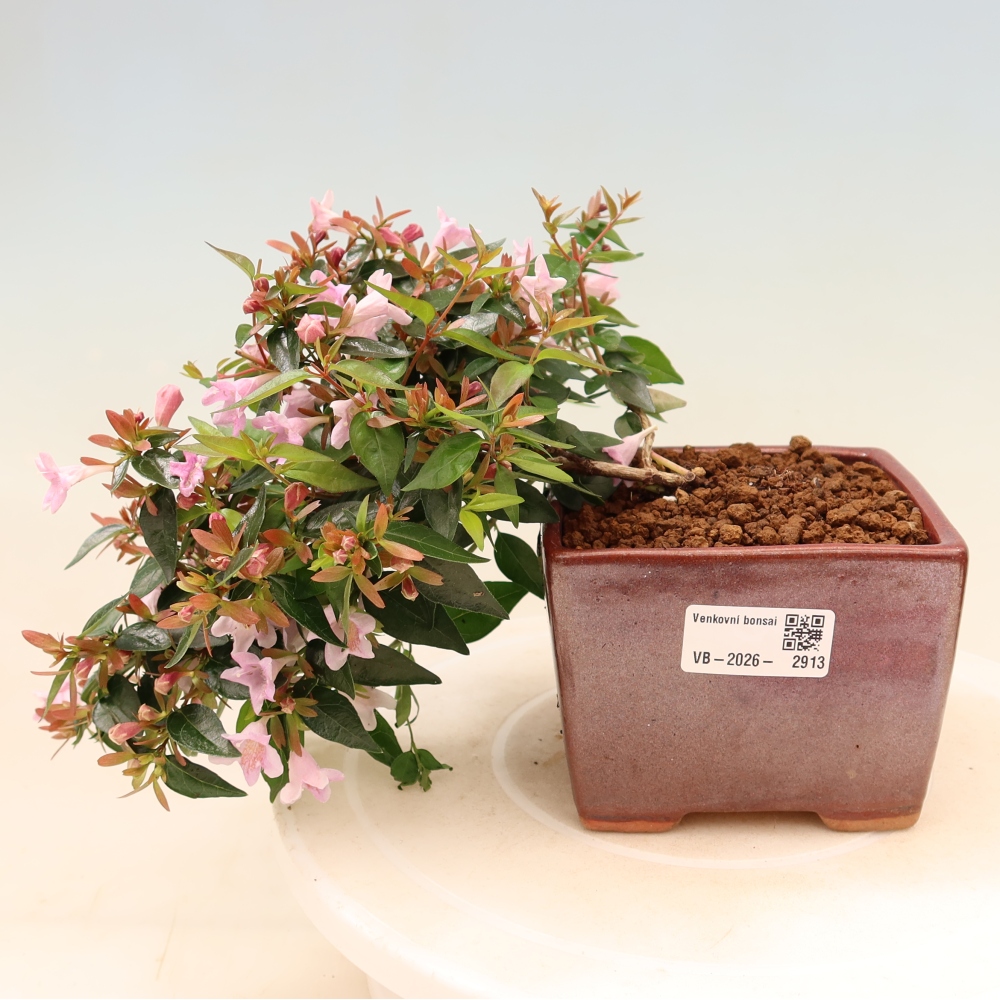 Bonsai ogrodowe – Abelia Edward Goucher – Abelia wielkokwiatowa