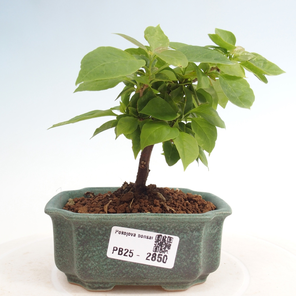 Bonsai do wnętrz - Bouganwilea