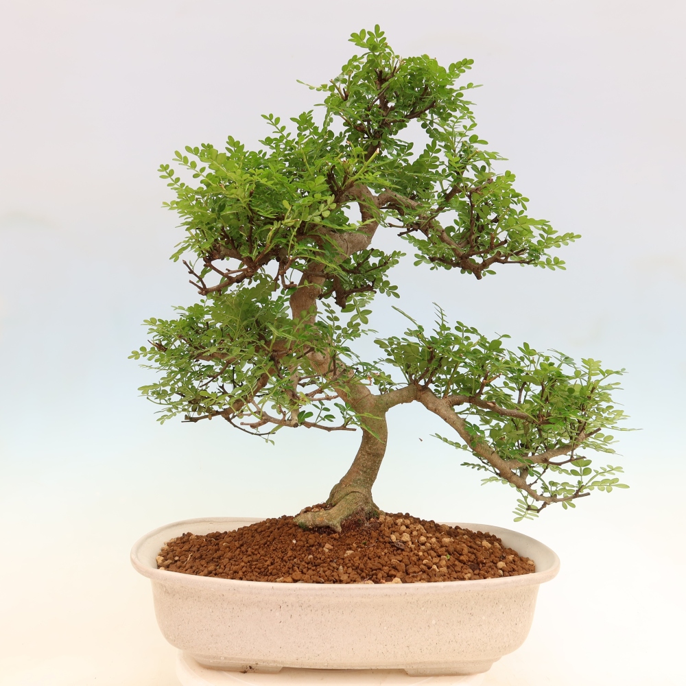 Pokój bonsai - Zantoxylum piperitum - drzewo pieprzowe