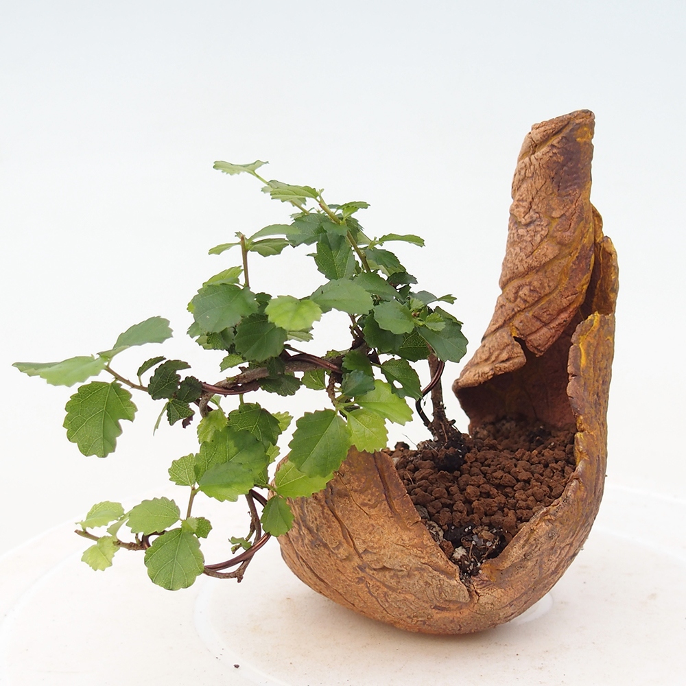 Pokój bonsai - Grewia sp. - Grewia malafolia