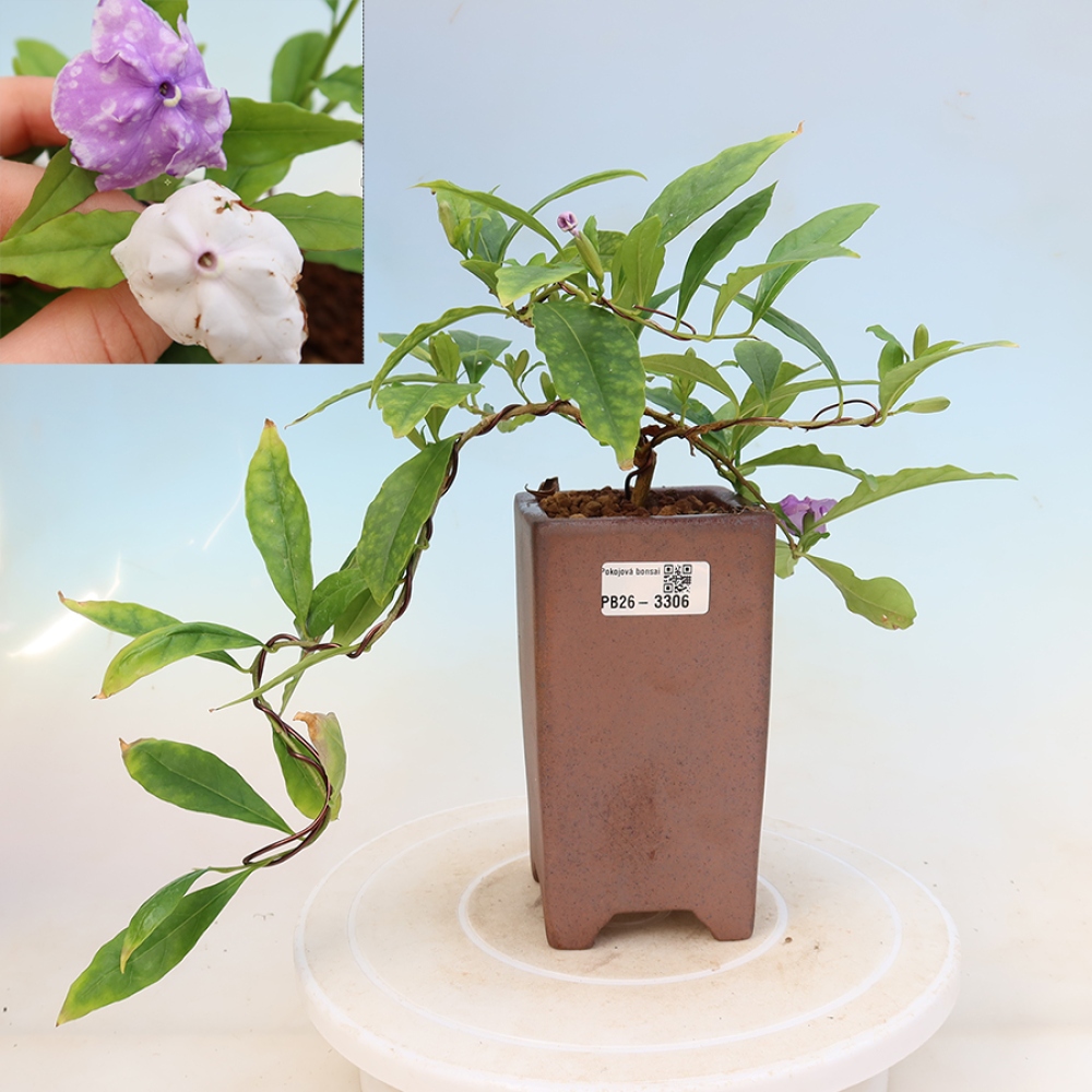 Bonsai pokojowe – Melati Costa – Brunfelsia