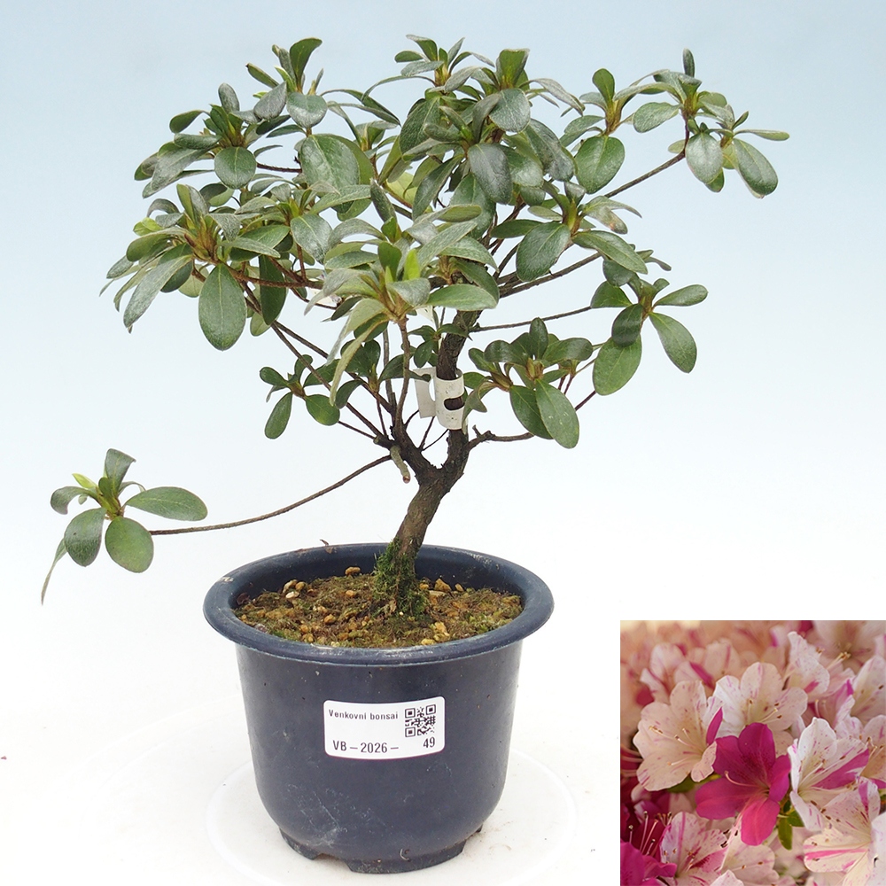 Bonsai zewnętrzne - Azalia japońska - Azalia Kaminoyamakirin