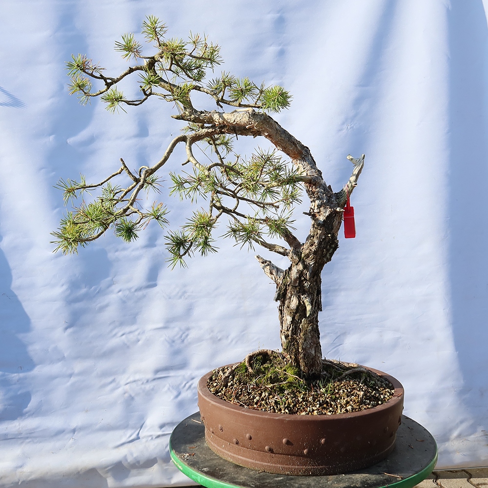 Pinus sylvestris Hiszpania – sosna zwyczajna