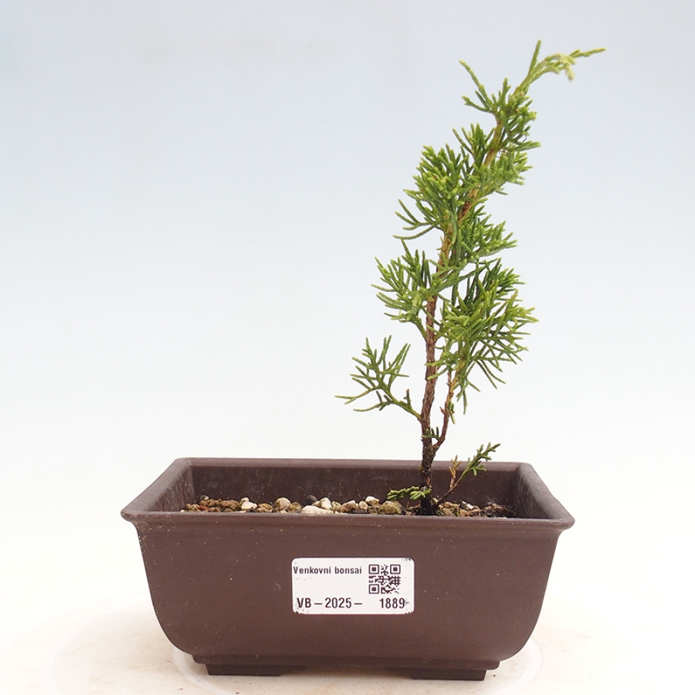 Outdoor bonsai - Juniperus chinensis Itoigawa - Jałowiec chiński