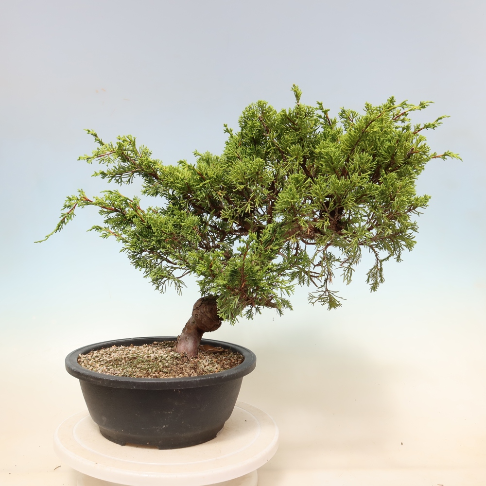 Bonsai ogrodowe – Juniperus chinensis Itoigawa – jałowiec chiński