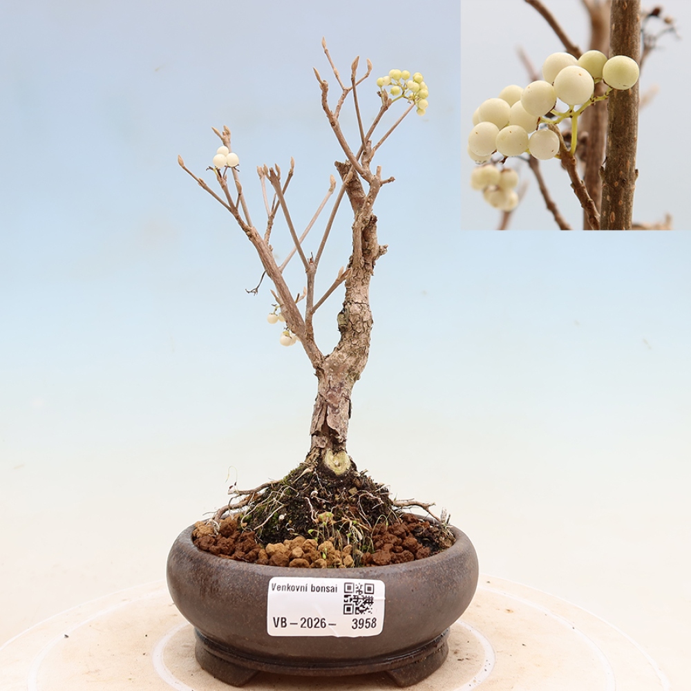 Bonsai ogrodowe – Callicarpa bodinieri Snowqueen – pięknoowocówka