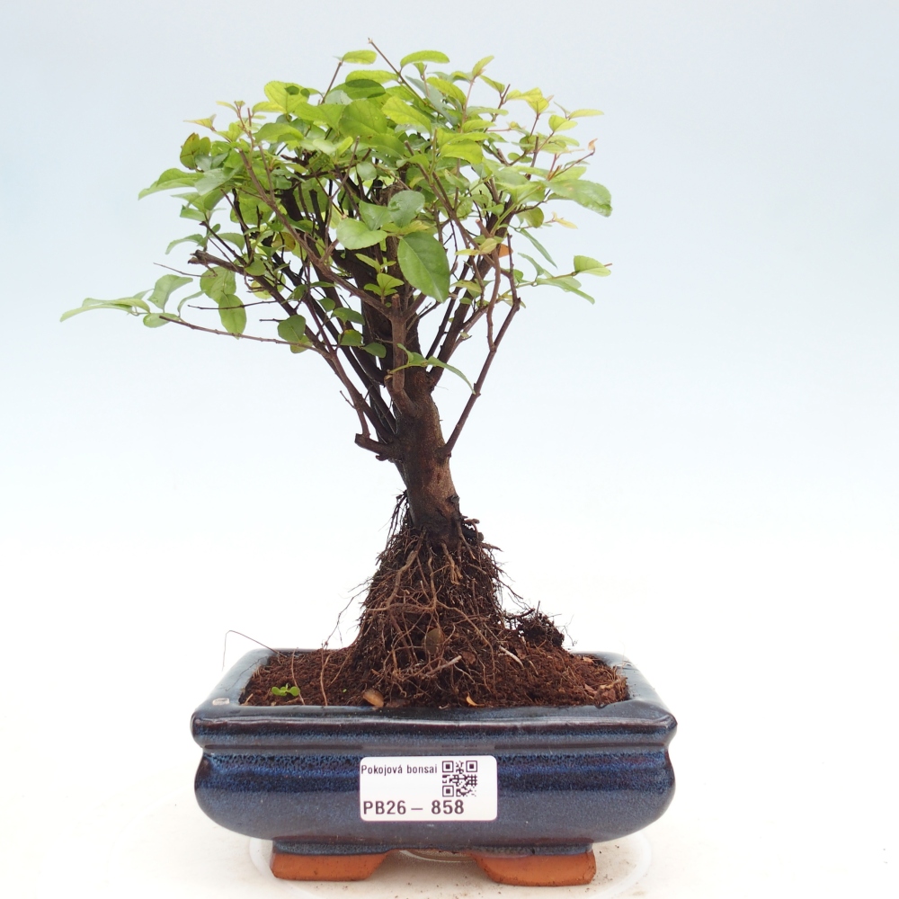 Bonsai pokojowe - Sageretia thea - Sageretia thea