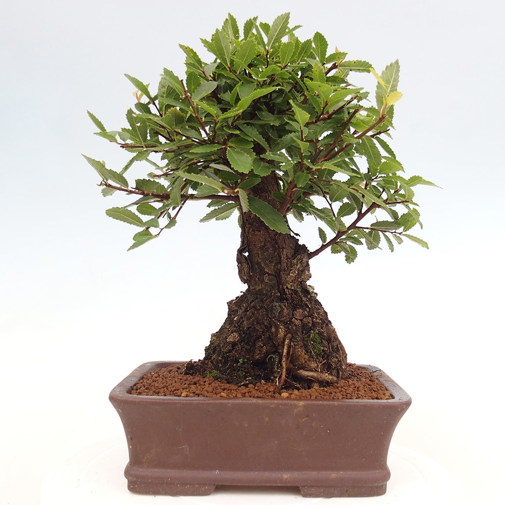 Bonsai na zewnątrz - Zelkova - Zelkova serrata