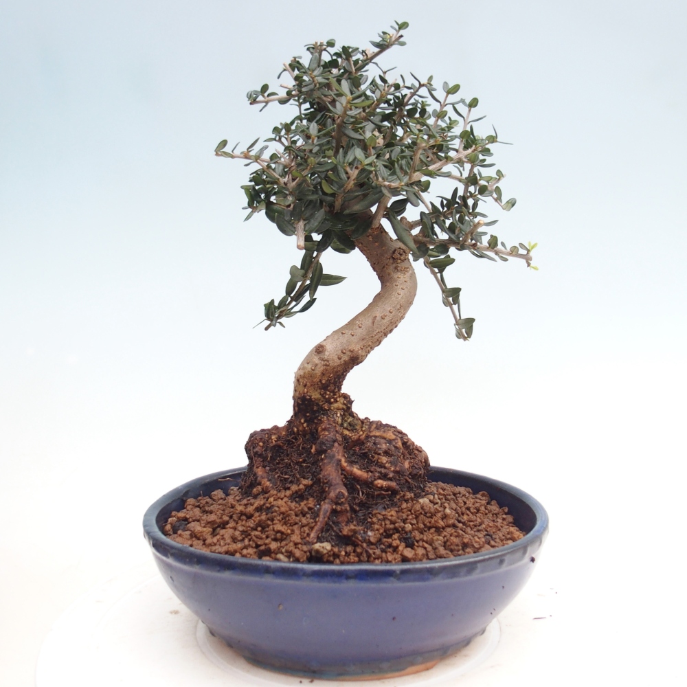Bonsai do wnętrz - Olea europaea sylvestris