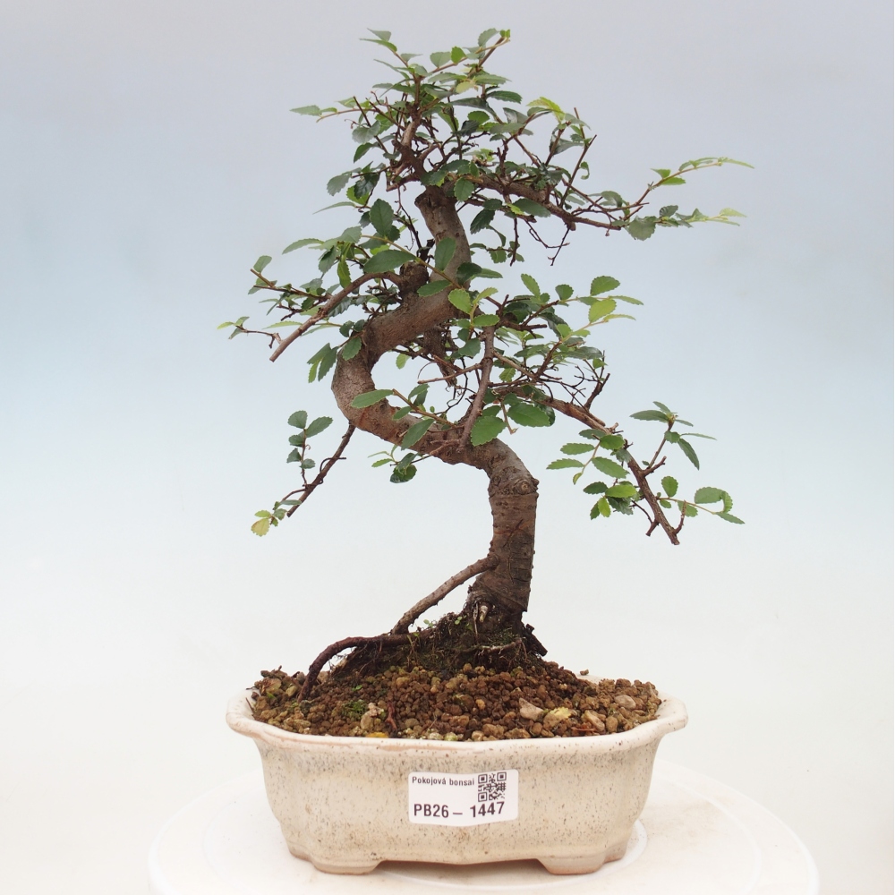 Pokój bonsai - Ulmus parvifolia - Wiąz drobnolistny