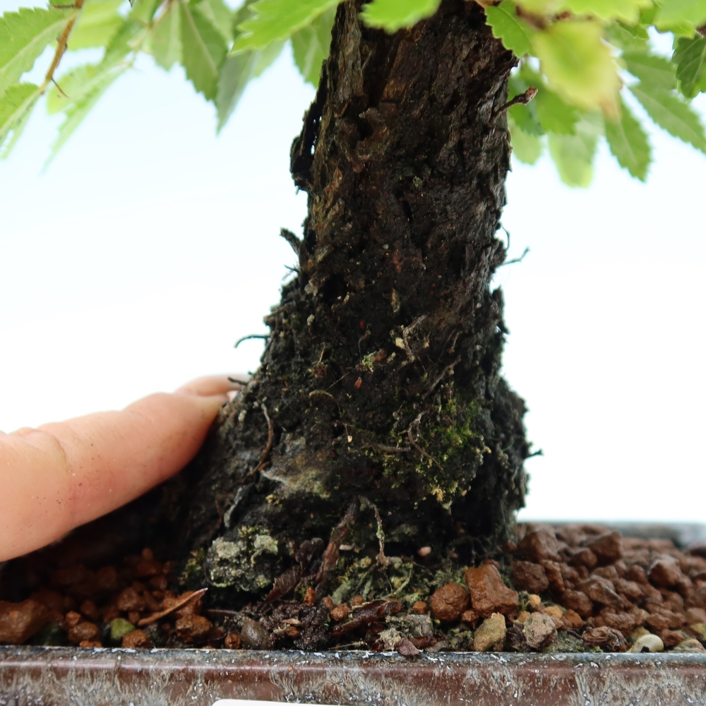 Bonsai zewnętrzne - Zelkova - Zelkova NIRE