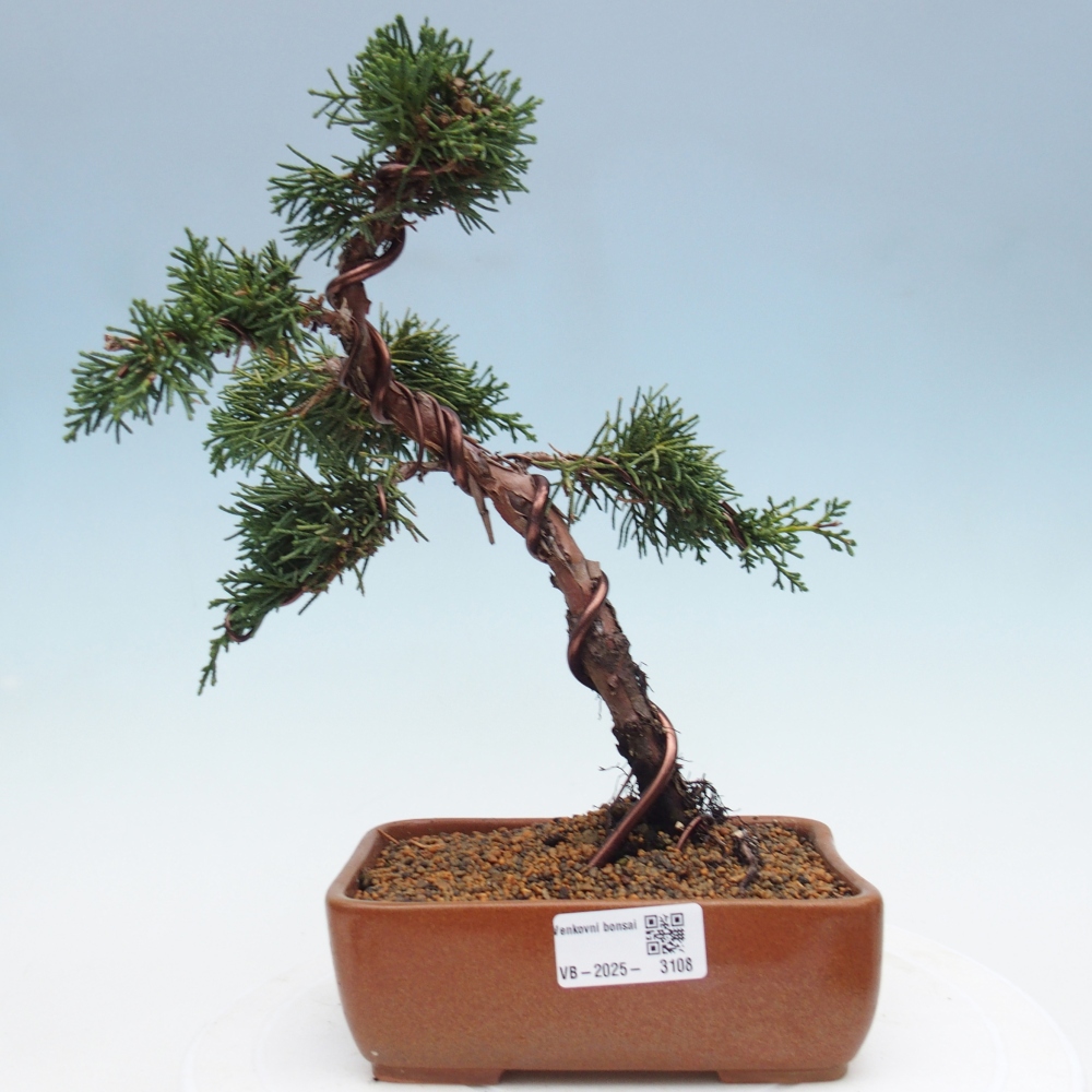 Bonsai zewnętrzne - Juniperus chinensis Kishu - Jałowiec chiński