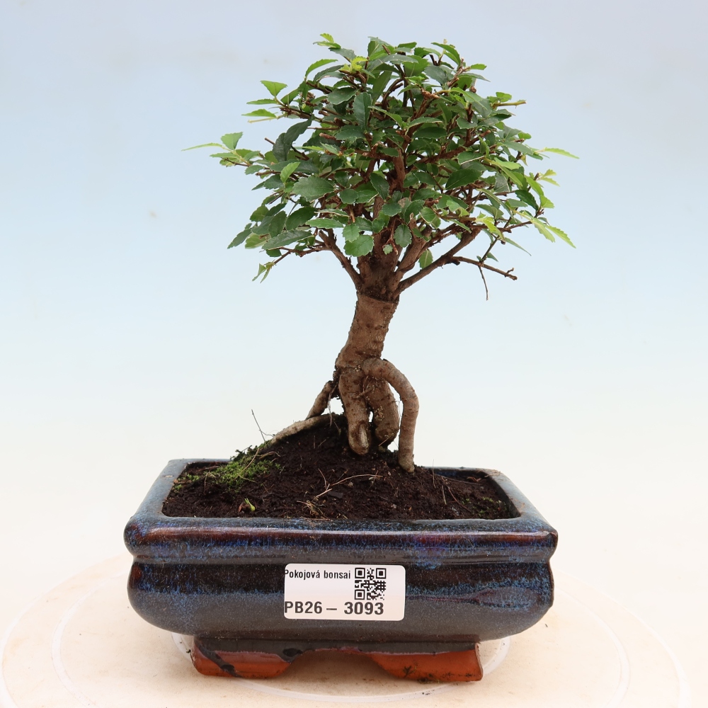 Pokój bonsai - Ulmus parvifolia - Wiąz drobnolistny