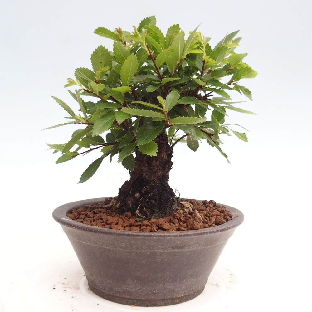 Outdoor bonsai - Zelkova - Zelkova NIRE