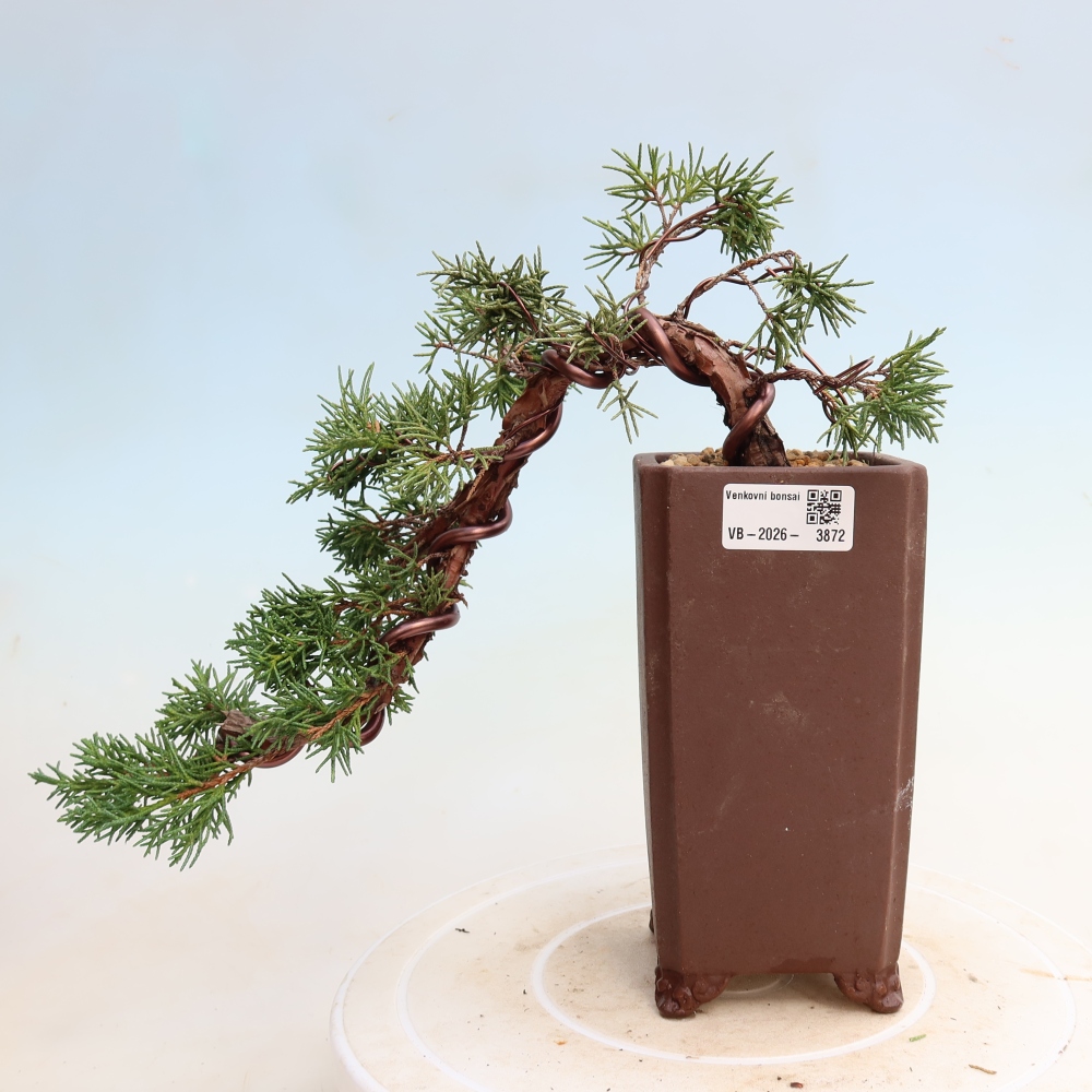 Outdoor bonsai - Juniperus chinensis Kishu
