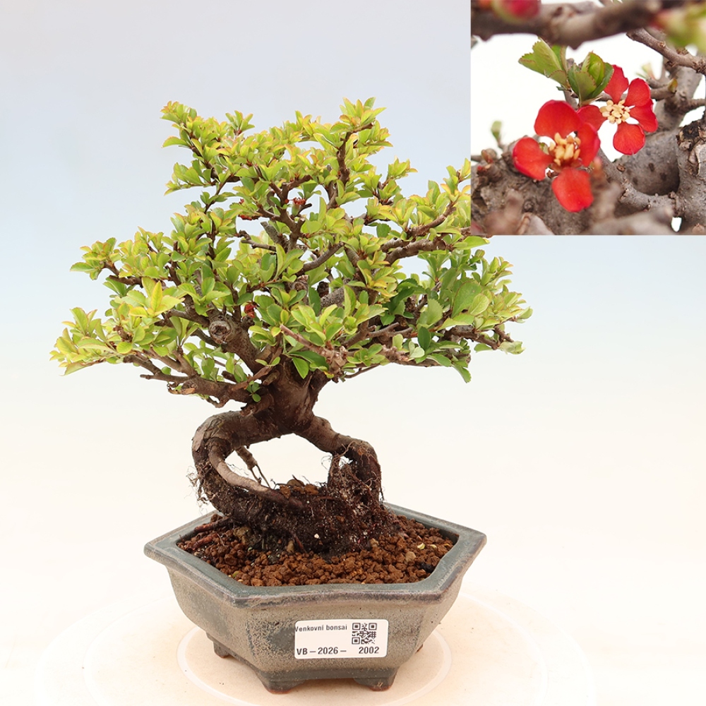 Bonsai zewnętrzne - Chaneomeles speciosa Chojubai