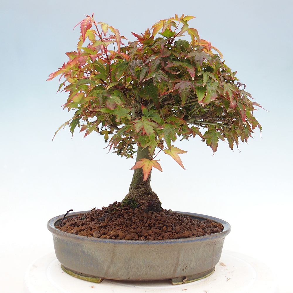 Acer palmatum KIOHIME - klon palmowy