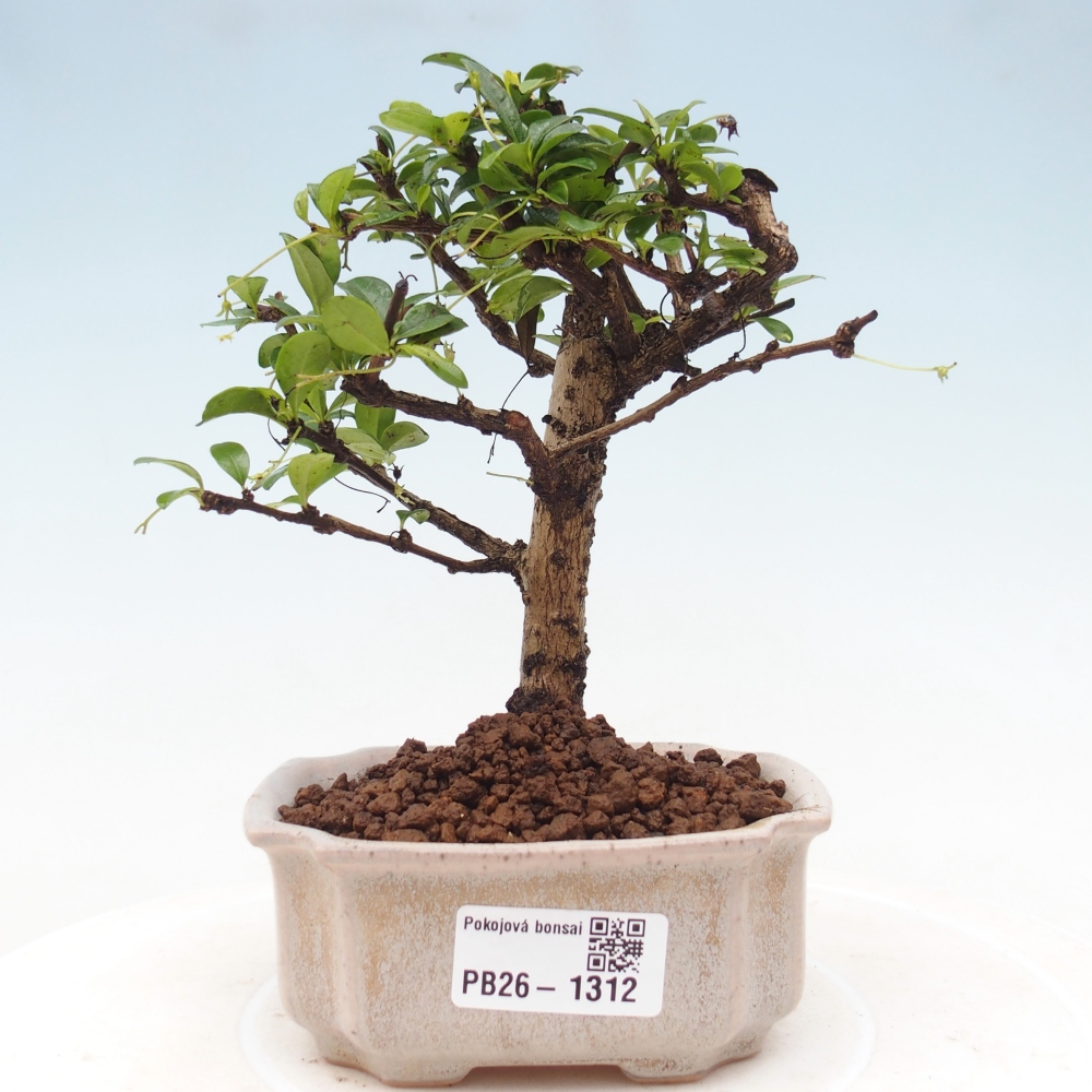 Bonsai pokojowe - Carmona macrophylla - Tea fuki