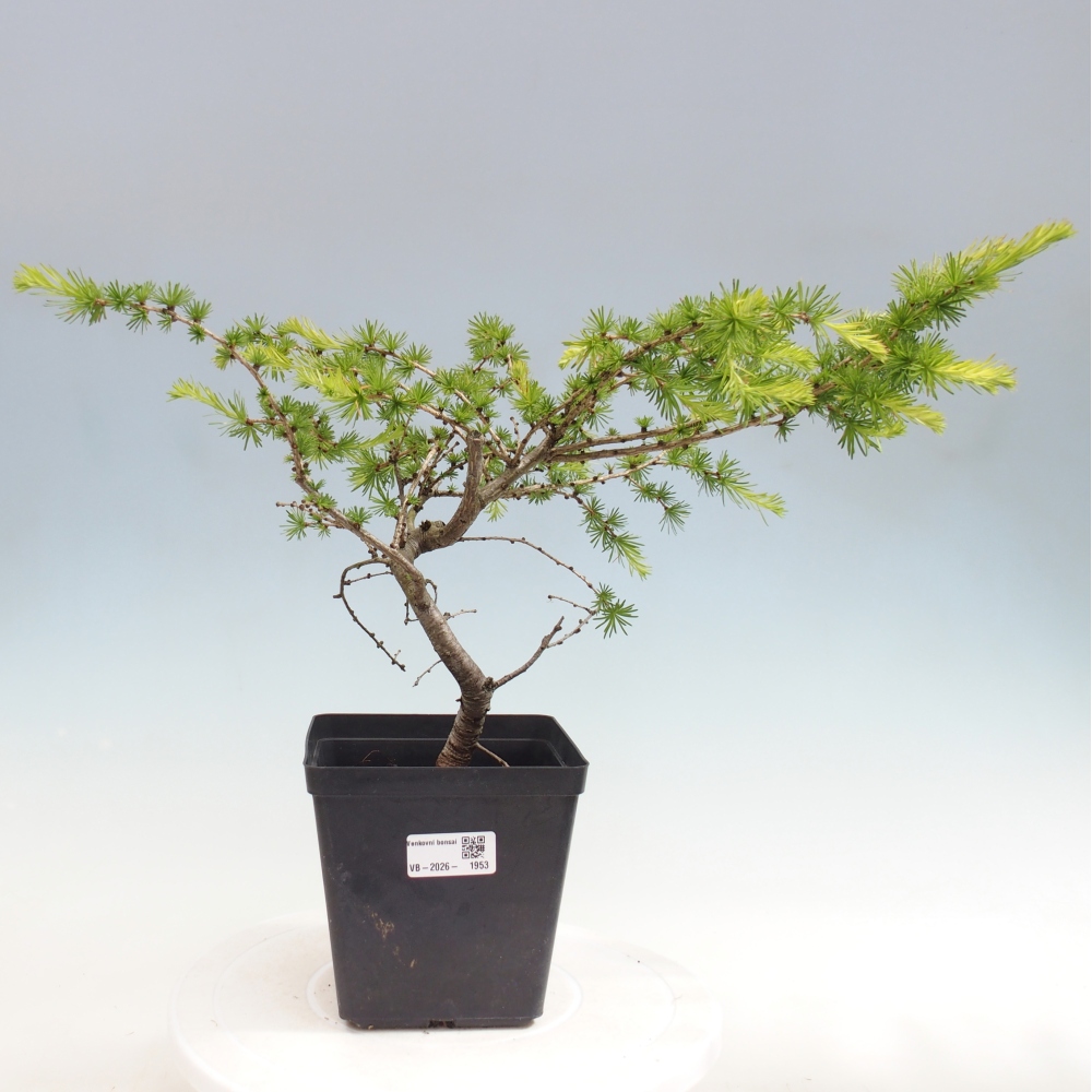 Bonsai zewnętrzne - Larix decidua - Modrzew