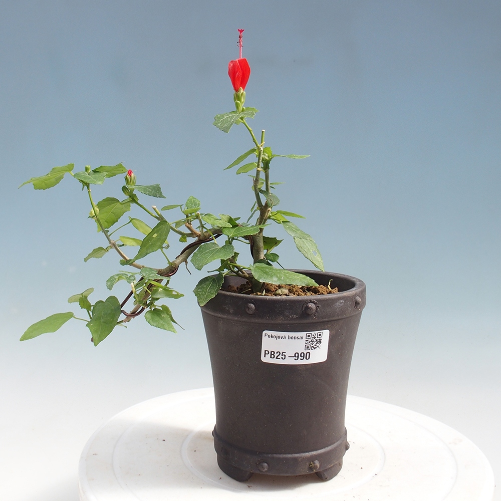 Kryte bonsai - Malvaviscus arboreus - hibiskus drzewny