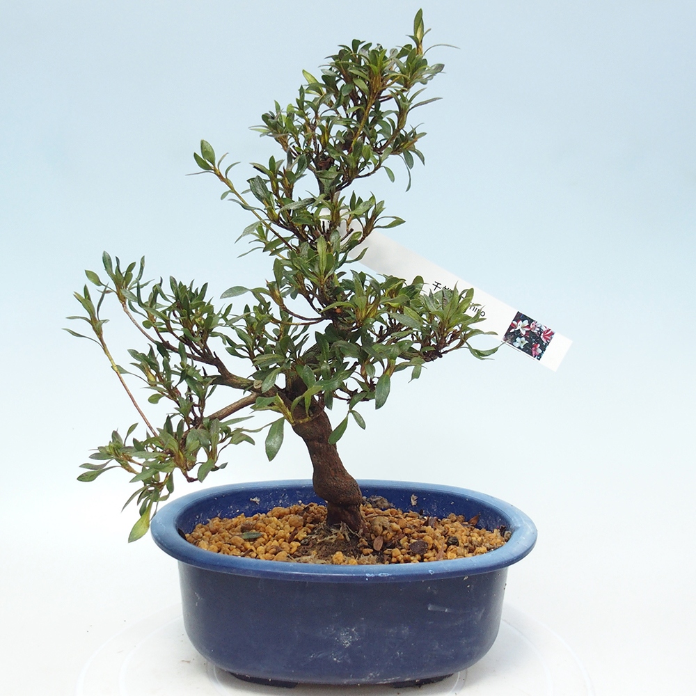Bonsai zewnętrzne - Azalia japońska - Azalia CHIHIRO