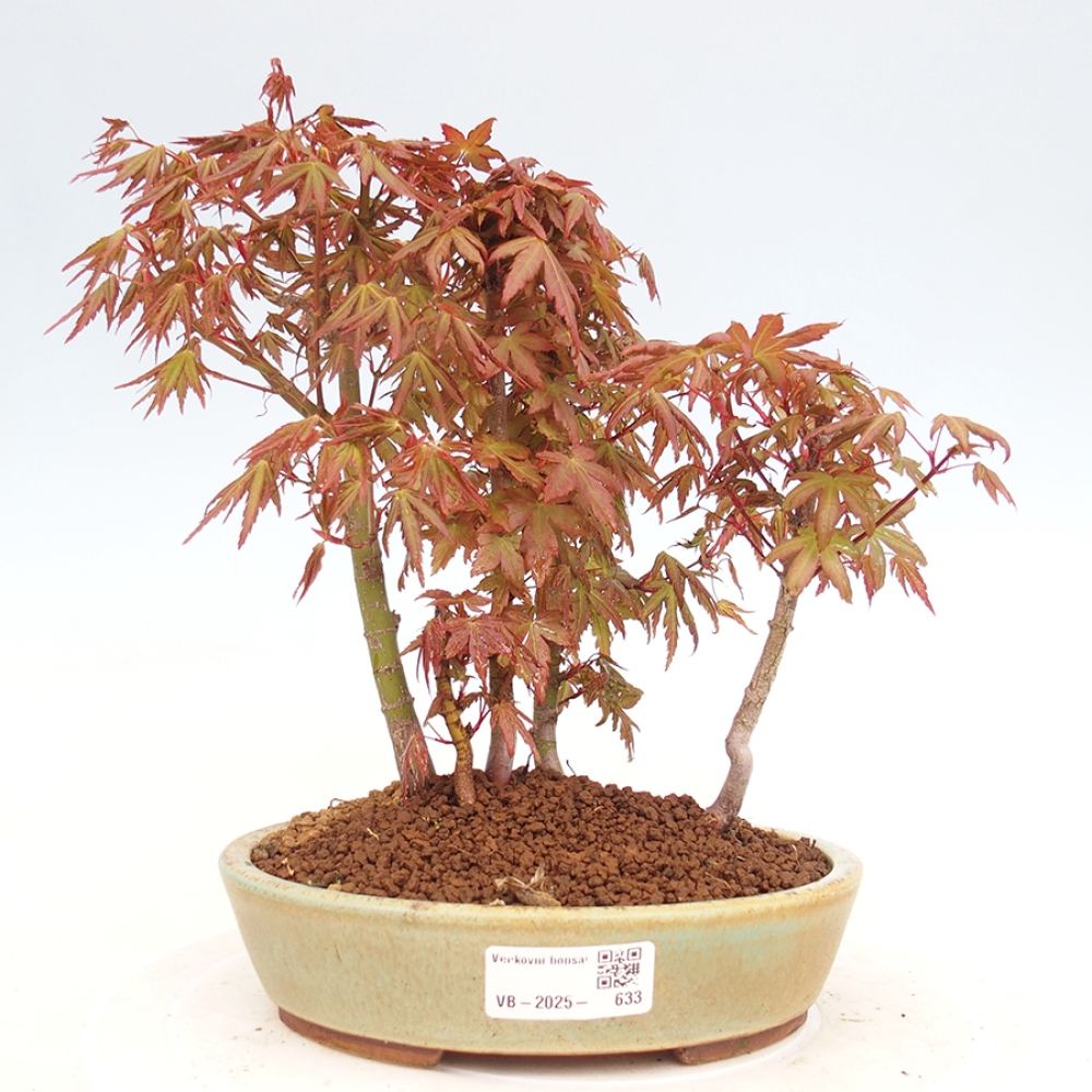 Outdoor bonsai - Acer palmatum - klon kasztanowca