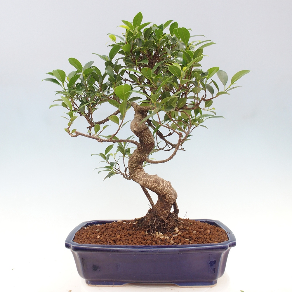 Kryty bonsai - Ficus kimmen - fikus drobnolistny