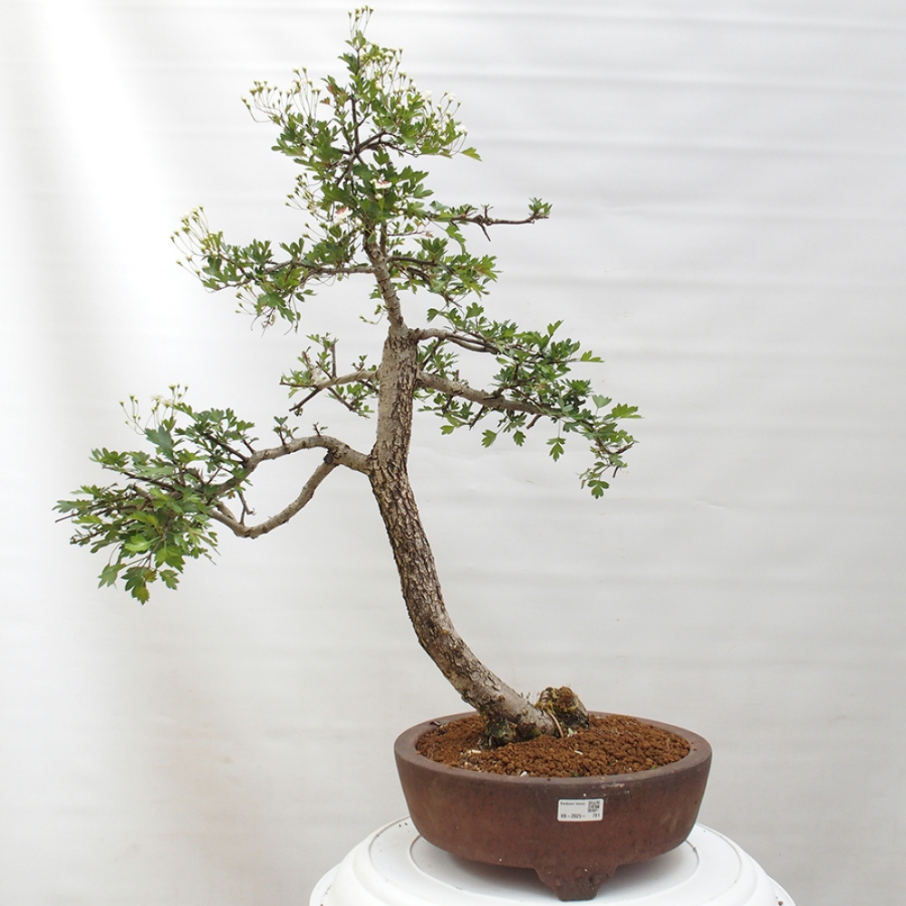 Bonsai zewnętrzne - Głóg - Crataegus monogyna