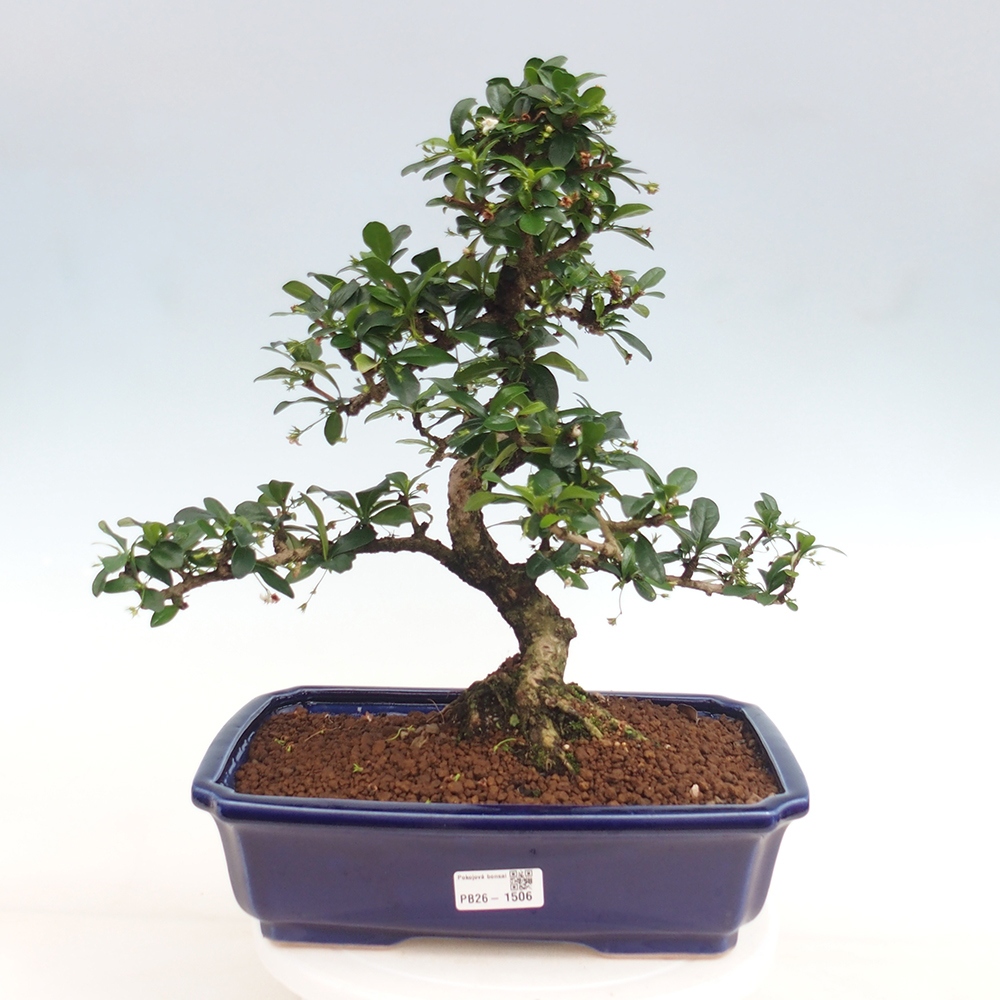 Bonsai pokojowe - Carmona macrophylla - Tea fuki