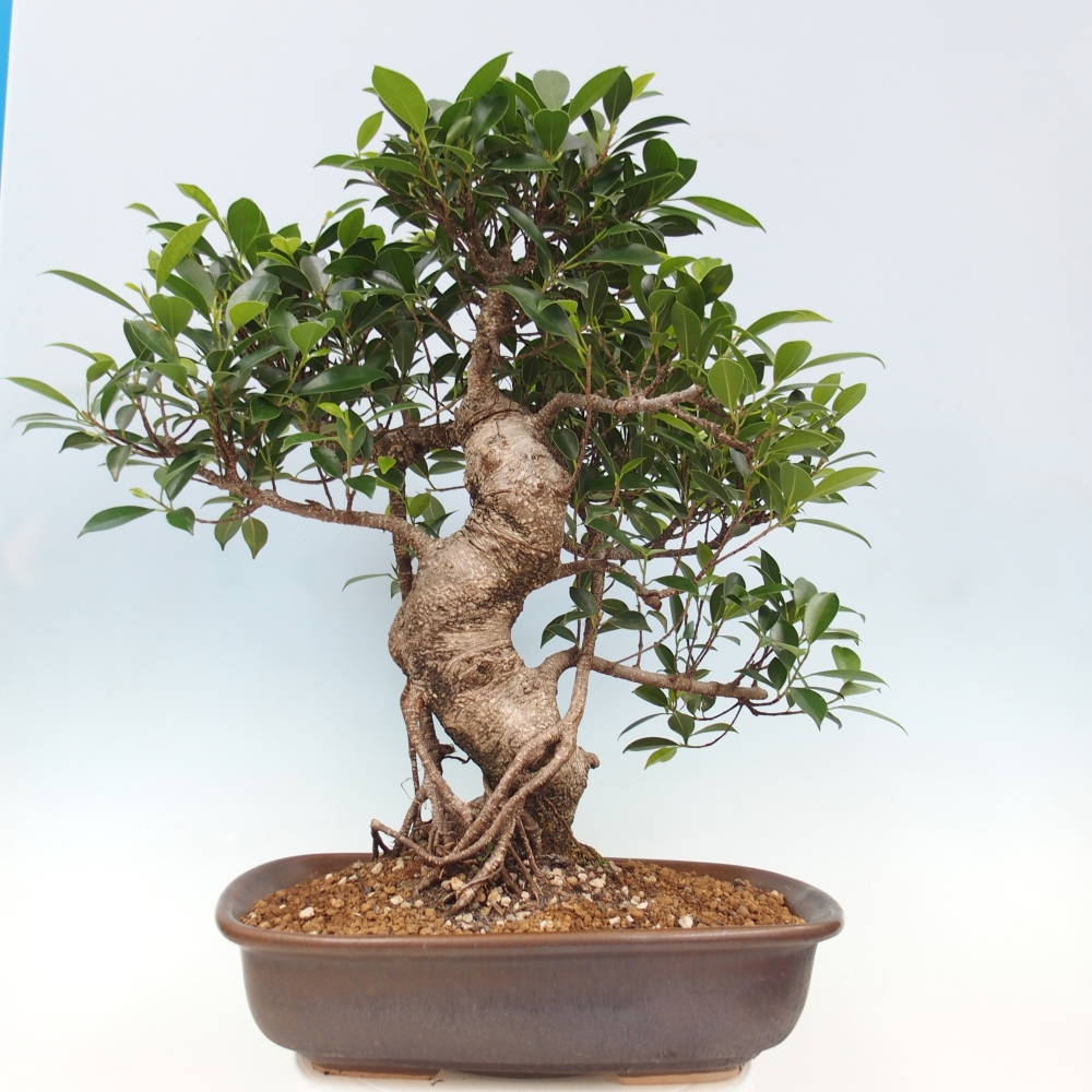 Bonsai pokojowe - Ficus kimmen - figowiec drobnolistny - WYŁĄCZNIE ODBIÓR OSOBISTY lub transport paletowy