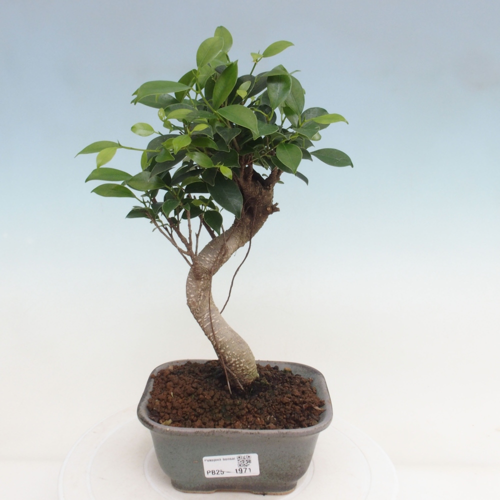 Kryty bonsai - Ficus retusa - figowiec drobnolistny